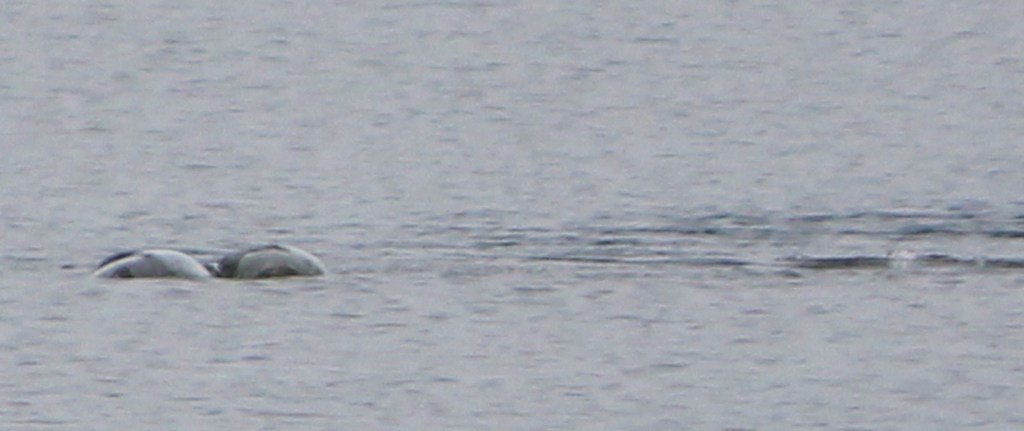 &quot;Thợ săn&quot; quái vật hồ Loch Ness công bố bức ảnh chứng minh sự tồn tại đáng kinh ngạc của thủy quái huyền thoại? - Ảnh 4.