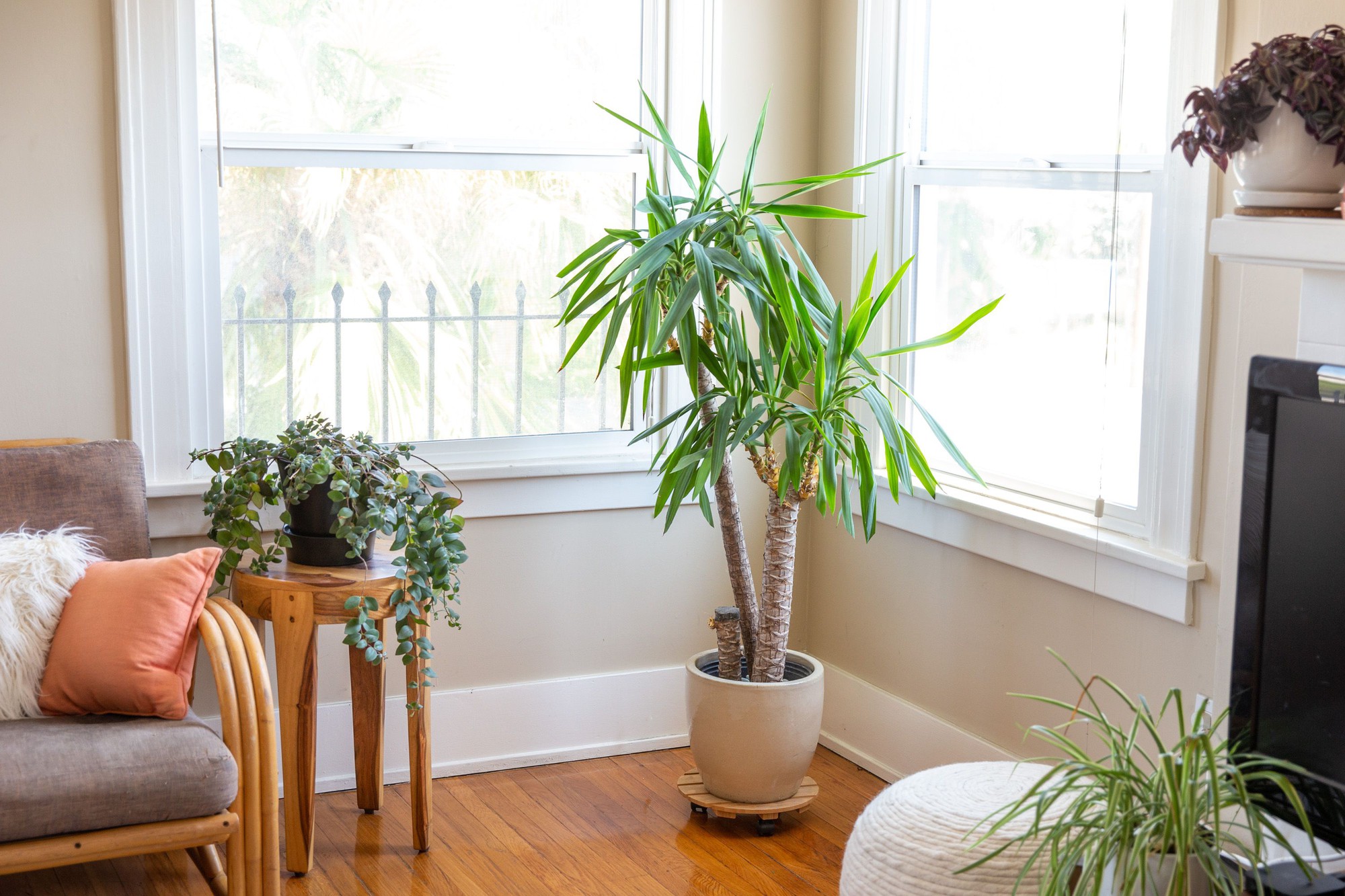 7 loài cây ưa nắng là lựa chọn hàng đầu để bạn phủ xanh không gian sống trong nhà - Ảnh 3.