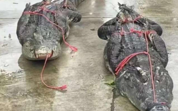 Hơn 70 con cá sấu sổng chuồng do mưa lũ ở Trung Quốc