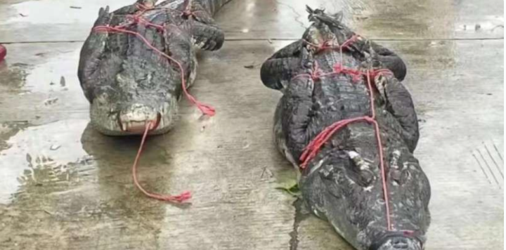 Hơn 70 con cá sấu sổng chuồng do mưa lũ ở Trung Quốc - Ảnh 2.