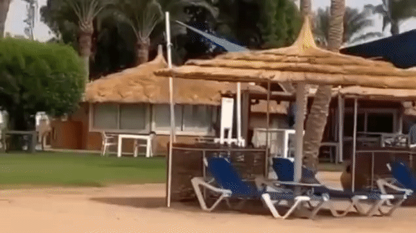 Nữ du khách gặp họa mất một cánh tay vì nhầm lẫn đáng tiếc khi đi bơi ở biển - Ảnh 2. Nữ du khách gặp họa mất một cánh tay vì nhầm lẫn đáng tiếc khi đi bơi ở biển - Ảnh 2.