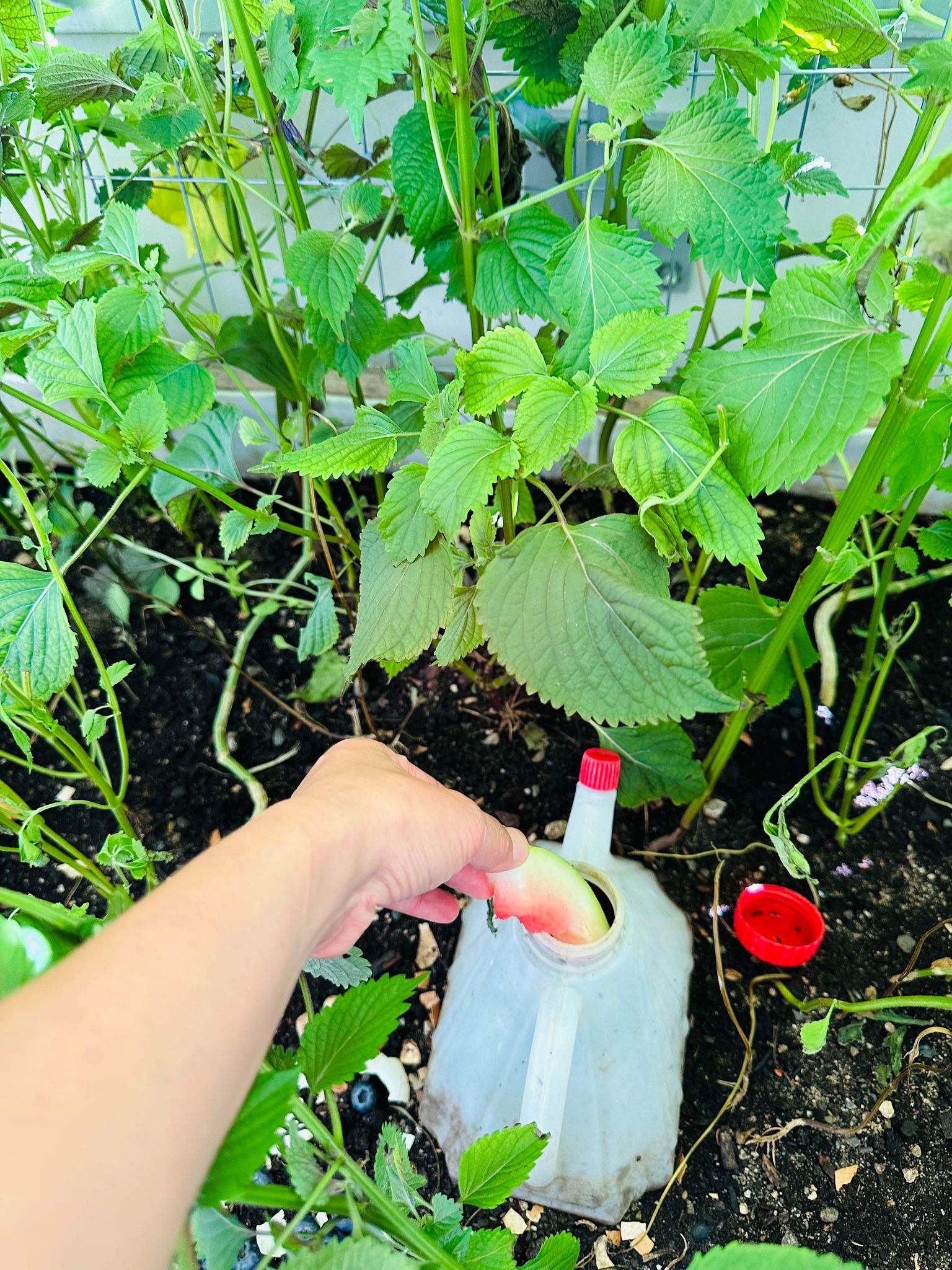 Vợ đảm Việt có vườn rau ban công 14m2 ở Thuỵ Sĩ: Chỉ việc trồng cho chồng chăm, có cả mơ lông và rau má mới đỉnh - Ảnh 7. Vợ đảm Việt có vườn rau ban công 14m2 ở Thuỵ Sĩ: Chỉ việc trồng cho chồng chăm, có cả mơ lông và rau má mới đỉnh - Ảnh 7.