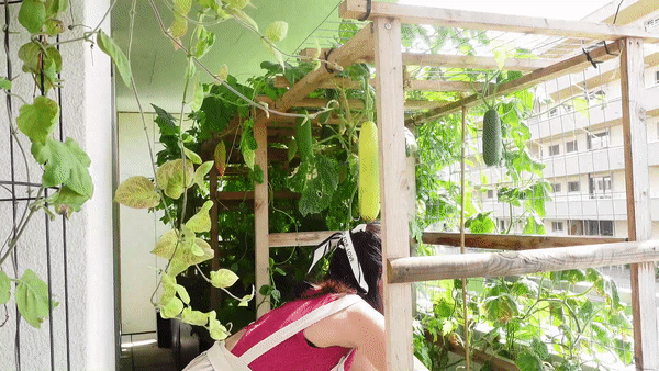 Vợ đảm Việt có vườn rau ban công 14m2 ở Thuỵ Sĩ: Chỉ việc trồng cho chồng chăm, có cả mơ lông và rau má mới đỉnh - Ảnh 3.