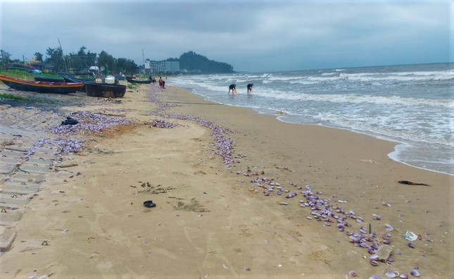 Hàng tấn sò tím dạt vào bờ biển Hà Tĩnh, người dân đổ xô nhặt &quot;lộc trời&quot; - Ảnh 2.