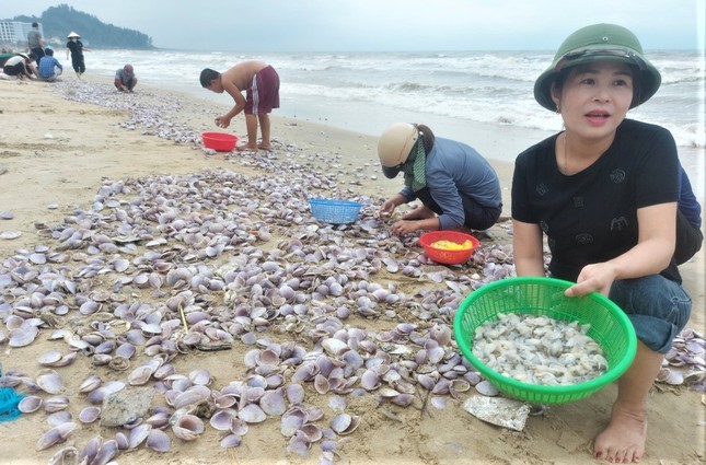 Hàng tấn sò tím dạt vào bờ biển Hà Tĩnh, người dân đổ xô nhặt &quot;lộc trời&quot; - Ảnh 9.