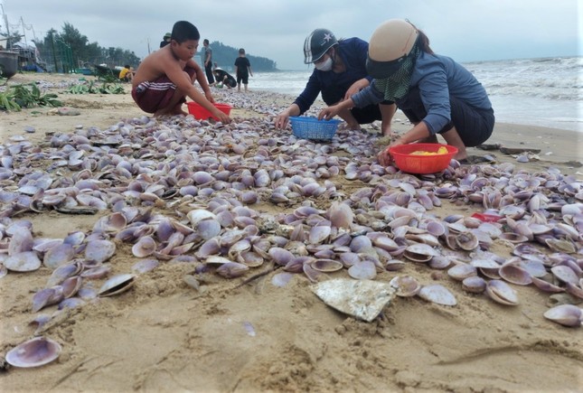 Hàng tấn sò tím dạt vào bờ biển Hà Tĩnh, người dân đổ xô nhặt &quot;lộc trời&quot; - Ảnh 11.