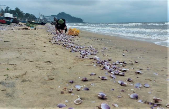 Hàng tấn sò tím dạt vào bờ biển Hà Tĩnh, người dân đổ xô nhặt &quot;lộc trời&quot; - Ảnh 3.
