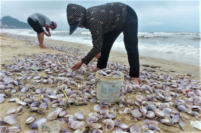 Hàng tấn sò tím dạt vào bờ biển Hà Tĩnh, người dân đổ xô nhặt &quot;lộc trời&quot; - Ảnh 7.
