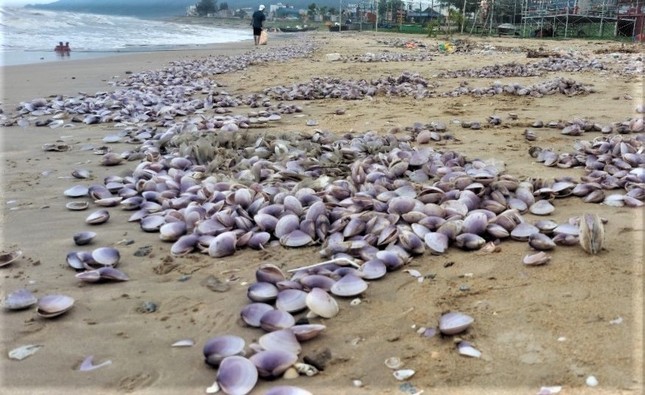 Hàng tấn sò tím dạt vào bờ biển Hà Tĩnh, người dân đổ xô nhặt &quot;lộc trời&quot; - Ảnh 12.