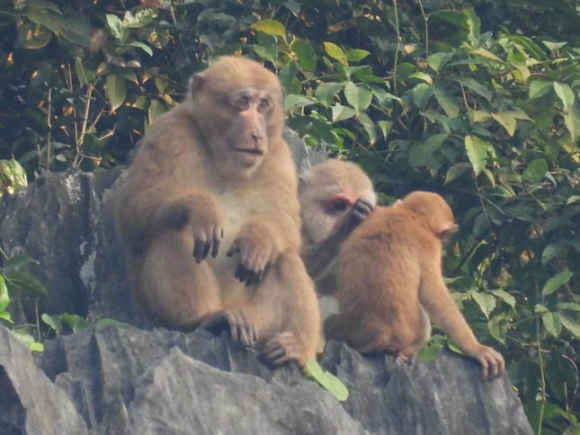 Xuất hiện 2 đàn khỉ mốc quý hiếm trong khu bảo tồn voọc gáy trắng - Ảnh 2.