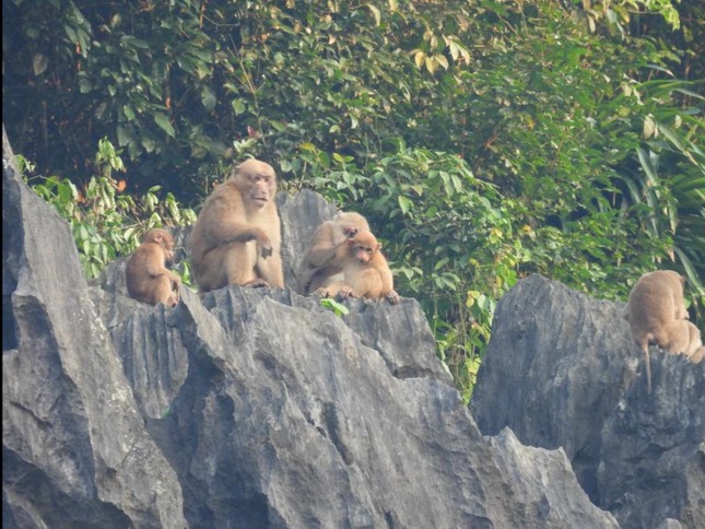 Xuất hiện 2 đàn khỉ mốc quý hiếm trong khu bảo tồn voọc gáy trắng - Ảnh 1.
