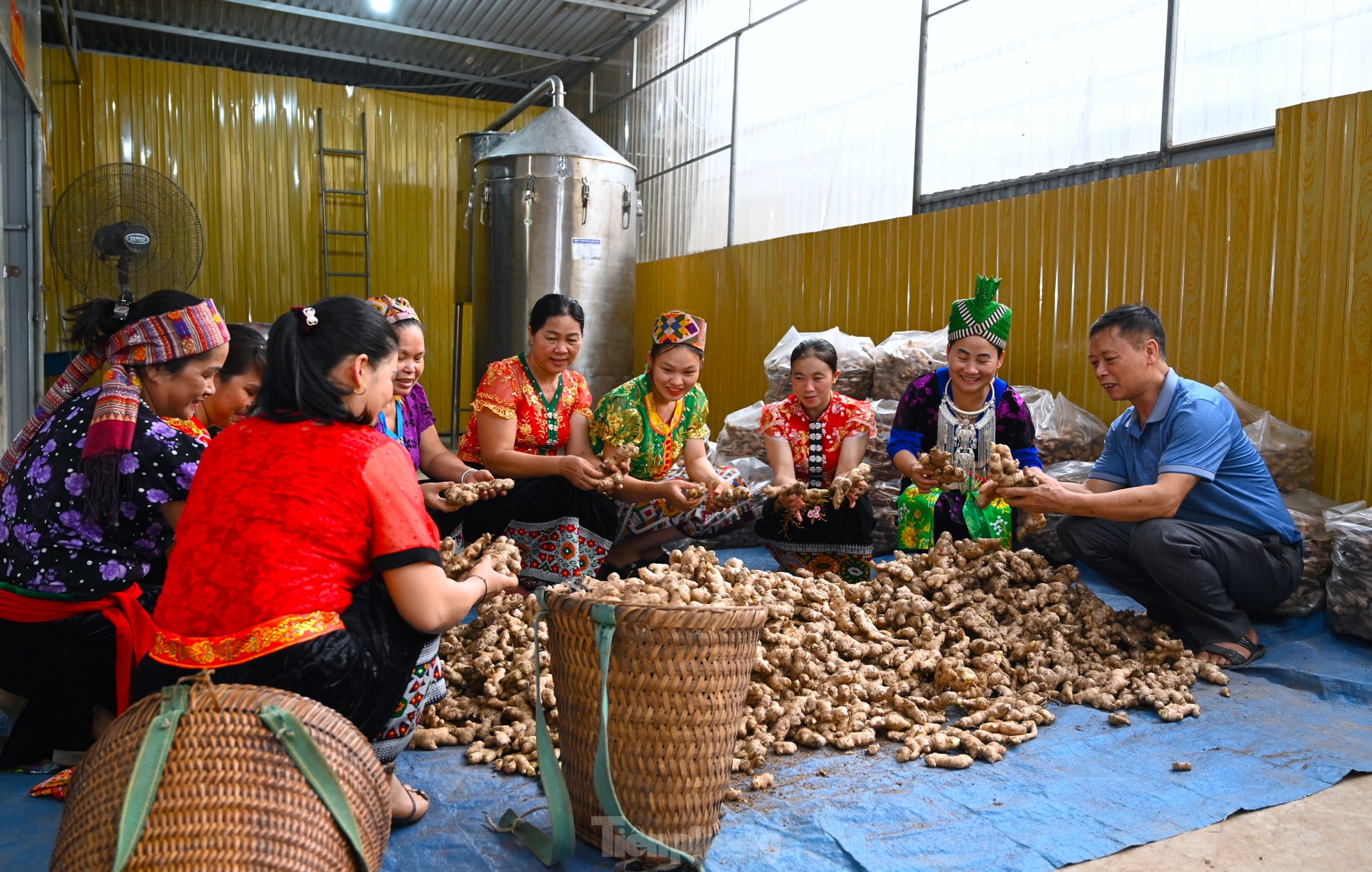 Người &quot;đi đầu dẫn lối&quot; đưa củ gừng của bà con dân bản ra thế giới - Ảnh 6.