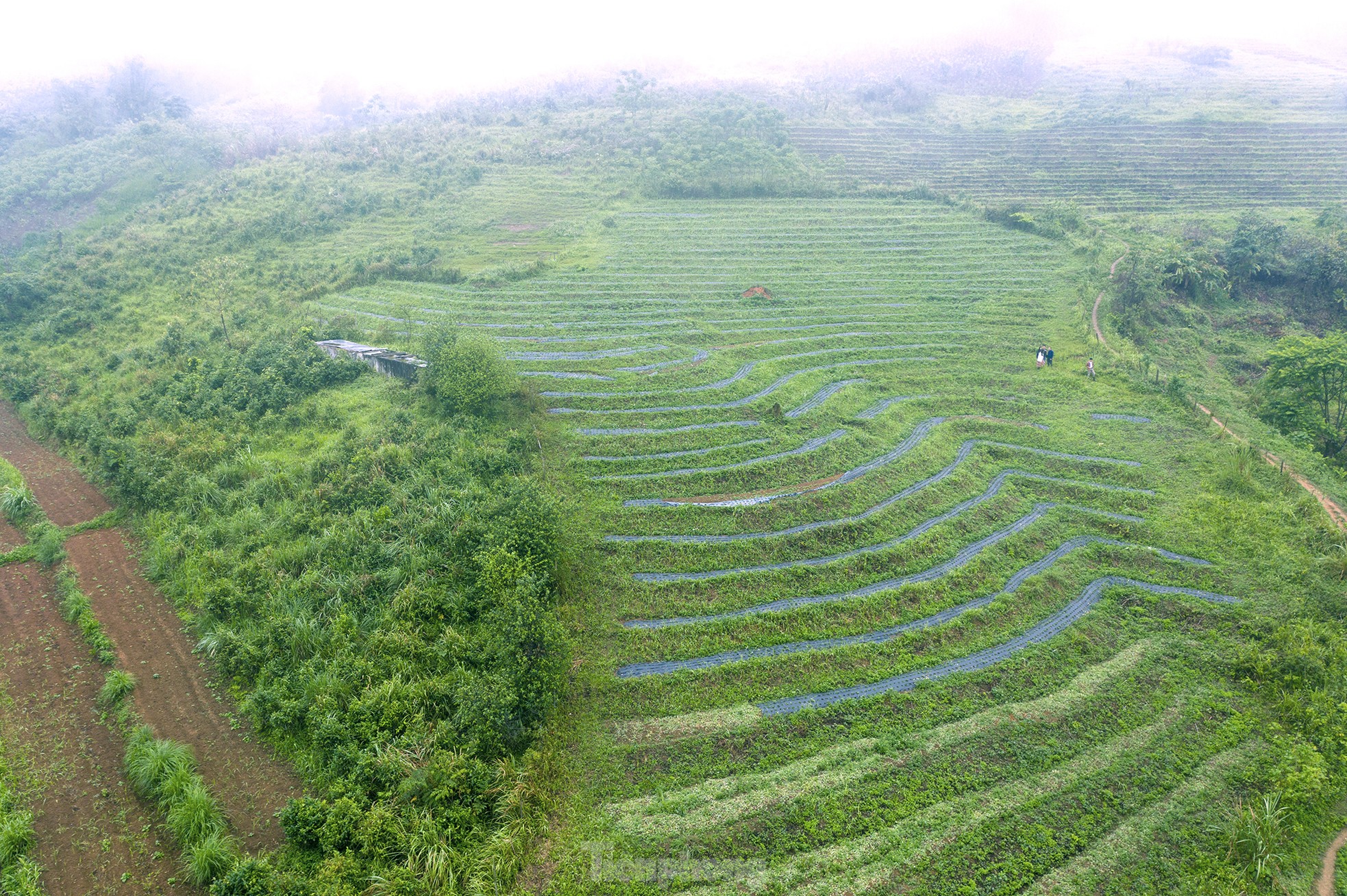 Người &quot;đi đầu dẫn lối&quot; đưa củ gừng của bà con dân bản ra thế giới - Ảnh 2.