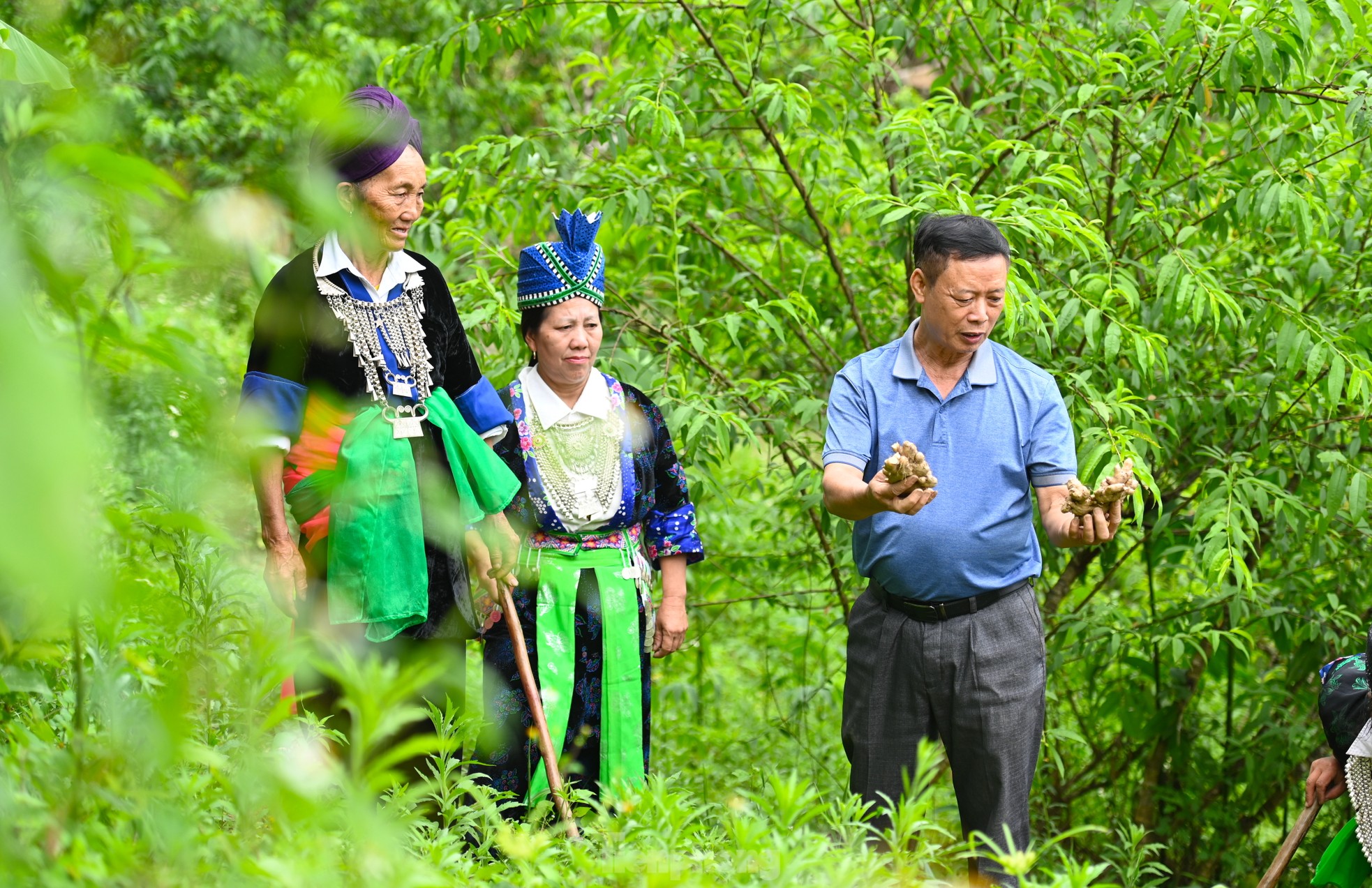 Người &quot;đi đầu dẫn lối&quot; đưa củ gừng của bà con dân bản ra thế giới - Ảnh 8.