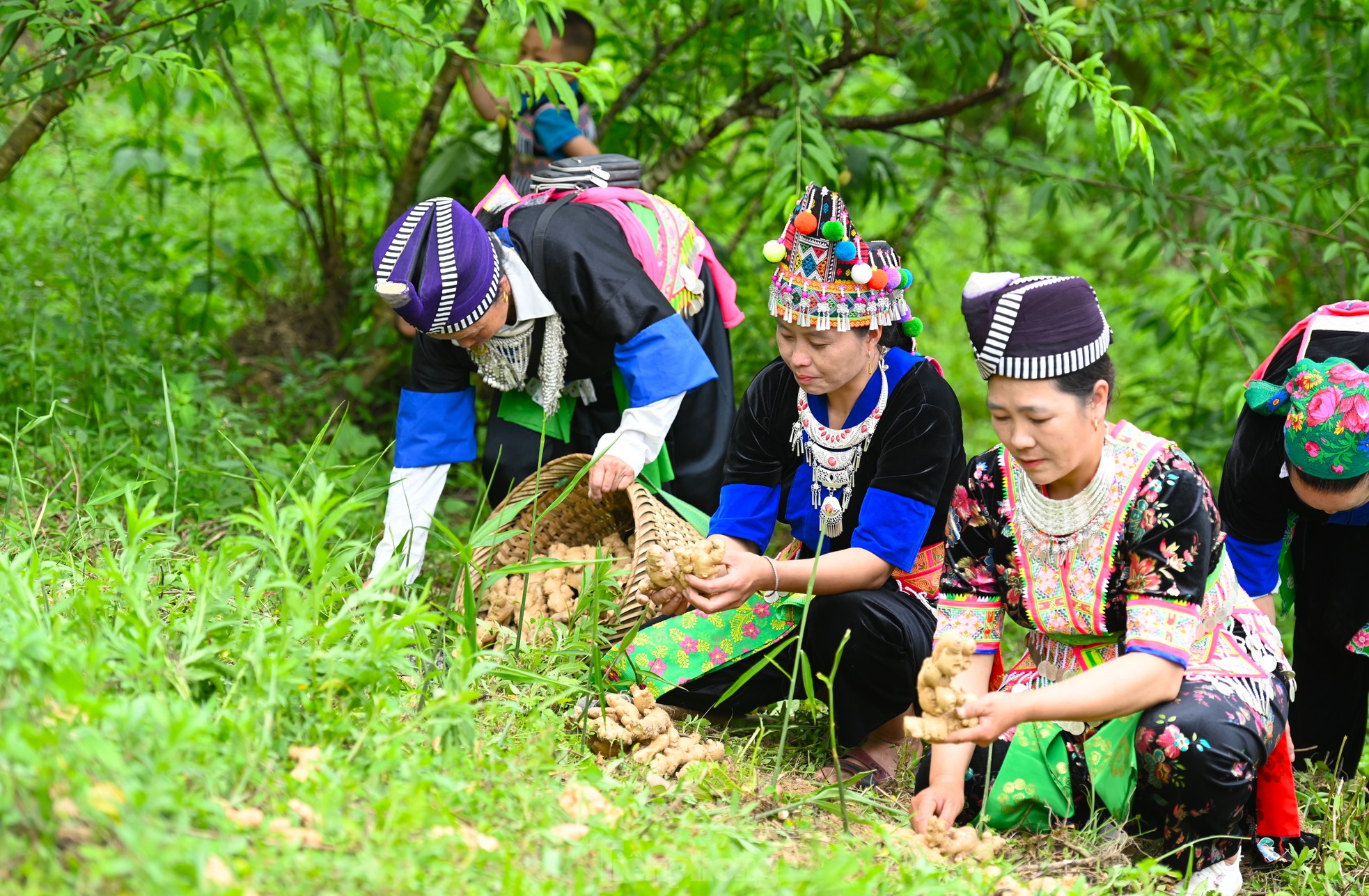 Người &quot;đi đầu dẫn lối&quot; đưa củ gừng của bà con dân bản ra thế giới - Ảnh 5.