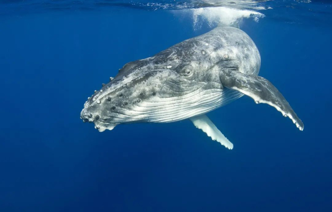 Thói quen lạ lùng của loài cá voi lưng gù: Thích &quot;làm anh hùng&quot; cứu sống con mồi trong cuộc đi săn của cá voi sát thủ - Ảnh 4.