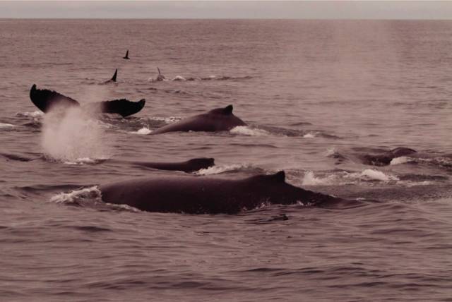 Thói quen lạ lùng của loài cá voi lưng gù: Thích &quot;làm anh hùng&quot; cứu sống con mồi trong cuộc đi săn của cá voi sát thủ - Ảnh 7.