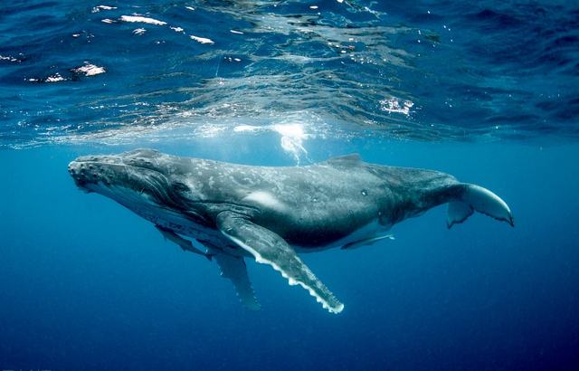 Thói quen lạ lùng của loài cá voi lưng gù: Thích &quot;làm anh hùng&quot; cứu sống con mồi trong cuộc đi săn của cá voi sát thủ - Ảnh 5.