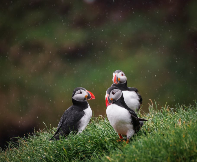 Faroe - quần đảo thiên đường của cừu và những ngôi nhà đầy sắc màu mọc trên cỏ xanh - Ảnh 11.