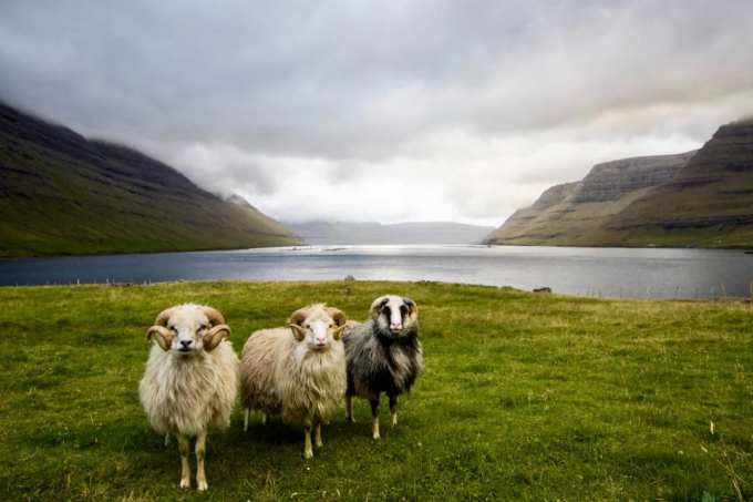 Faroe - quần đảo thiên đường của cừu và những ngôi nhà đầy sắc màu mọc trên cỏ xanh - Ảnh 5.