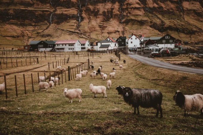 Faroe - quần đảo thiên đường của cừu và những ngôi nhà đầy sắc màu mọc trên cỏ xanh - Ảnh 4.