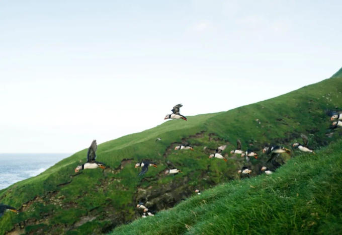 Faroe - quần đảo thiên đường của cừu và những ngôi nhà đầy sắc màu mọc trên cỏ xanh - Ảnh 10.