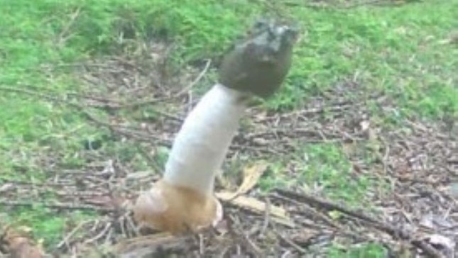 Ph&aacute;t hiện nấm h&igrave;nh dương vật tỏa m&ugrave;i như thịt thối - Ảnh 1.