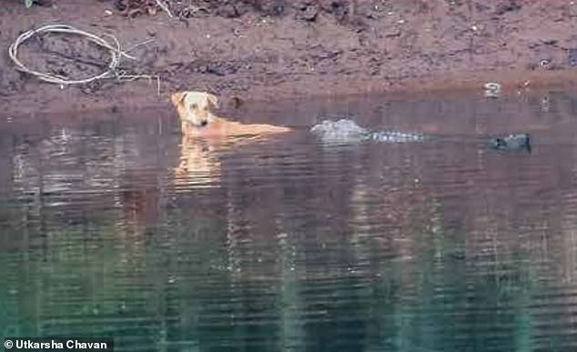 Chú chó bị dồn xuống sông đầy cá sấu, diễn biến kinh ngạc tiếp theo khiến nhân chứng không tin nổi - Ảnh 1.