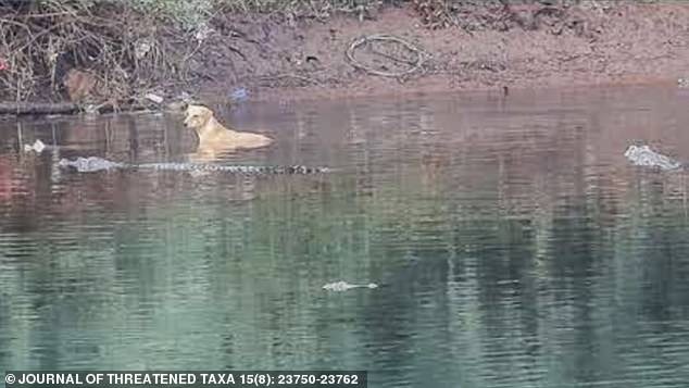 Chú chó bị dồn xuống sông đầy cá sấu, diễn biến kinh ngạc tiếp theo khiến nhân chứng không tin nổi - Ảnh 2.