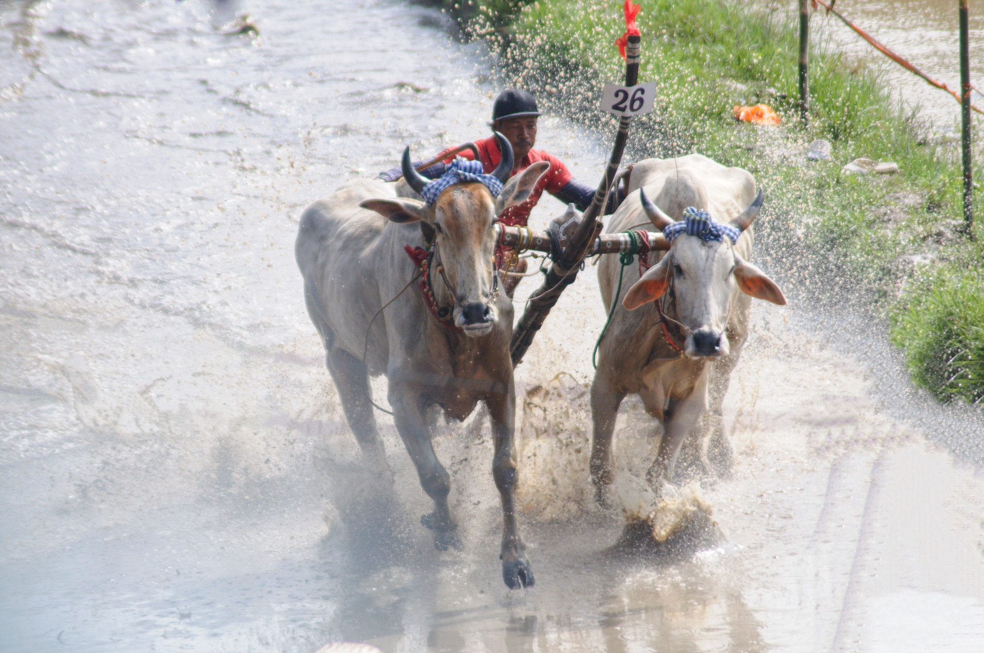 Hàng ngàn người dân đổ về lễ hội đua bò lớn nhất miền Tây  - Ảnh 4.