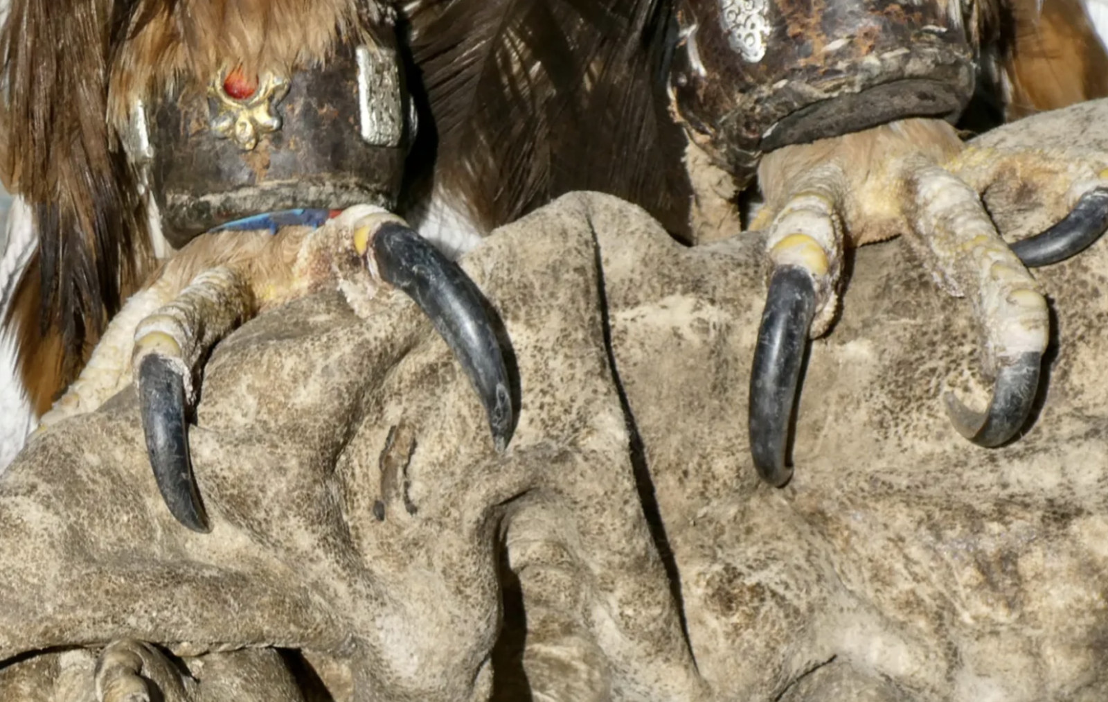 Nữ thợ săn đại bàng trên thảo nguyên Mông Cổ: Truyền thống hay chiêu trò du lịch? - Ảnh 4.