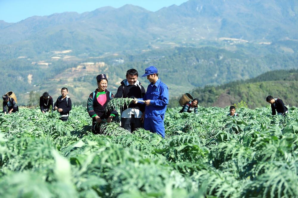 Traphaco và hành trình đảo ngược ‘nghịch lý dược liệu’ ở Việt Nam, nâng thu nhập dân nghèo lên tới trăm triệu/ năm - Ảnh 2. Traphaco và hành trình đảo ngược ‘nghịch lý dược liệu’ ở Việt Nam, nâng thu nhập dân nghèo lên tới trăm triệu/ năm - Ảnh 2.