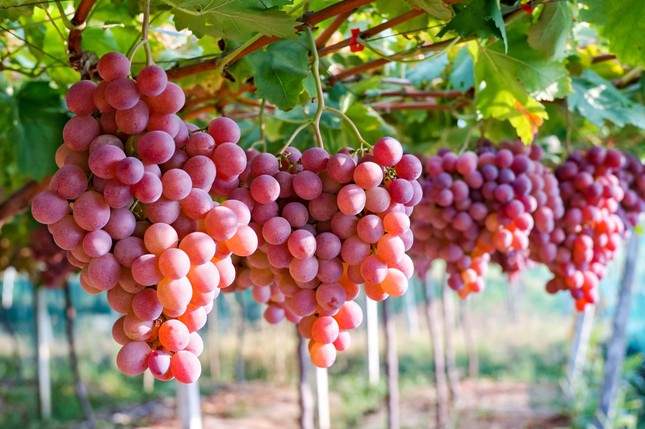 australian-table-grapes-001-11-26-07-831-2593-1695878459907-1695878459999330125335.jpg