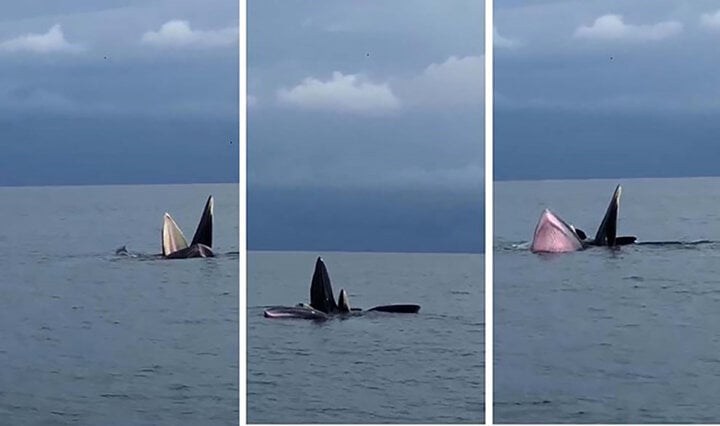 Người dân thích thú chiêm ngưỡng đàn cá voi bơi lội trên vùng biển Cô Tô - Ảnh 1.