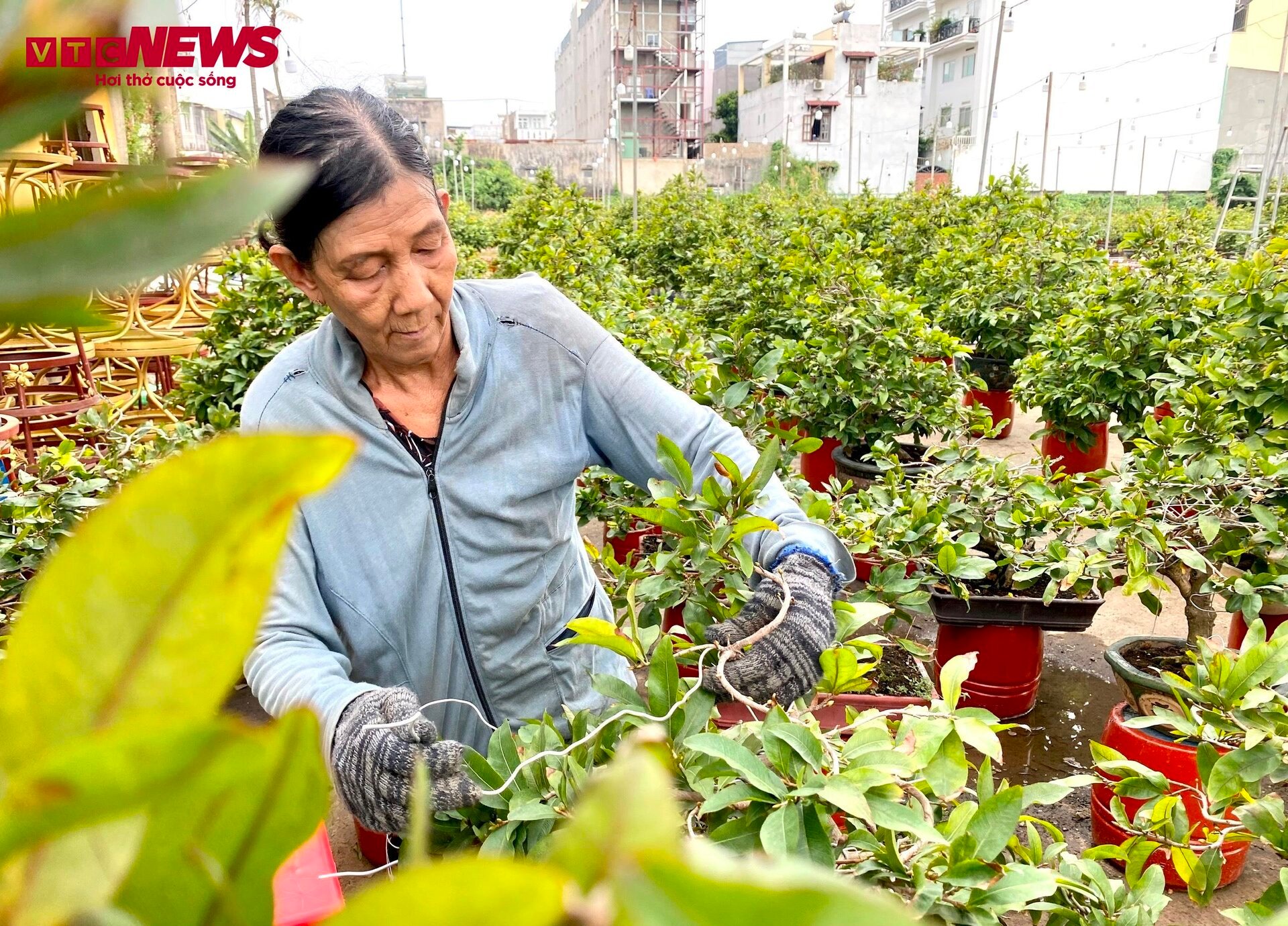 TP.HCM: Hoa mai trưng Tết cho thuê giá 200 triệu đồng/cây, giao hàng tận Hà Nội - Ảnh 6.