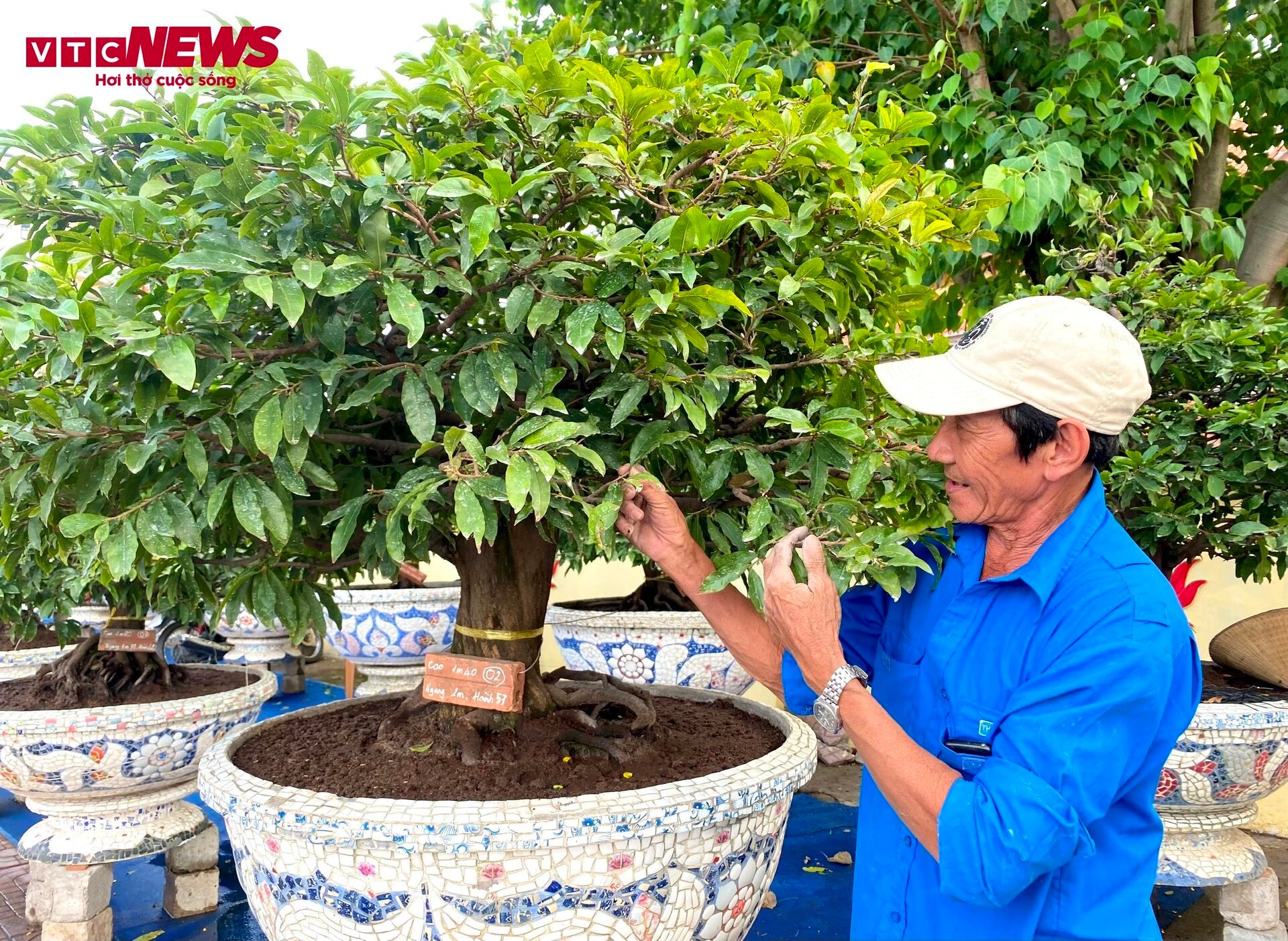 TP.HCM: Hoa mai trưng Tết cho thuê giá 200 triệu đồng/cây, giao hàng tận Hà Nội - Ảnh 13.