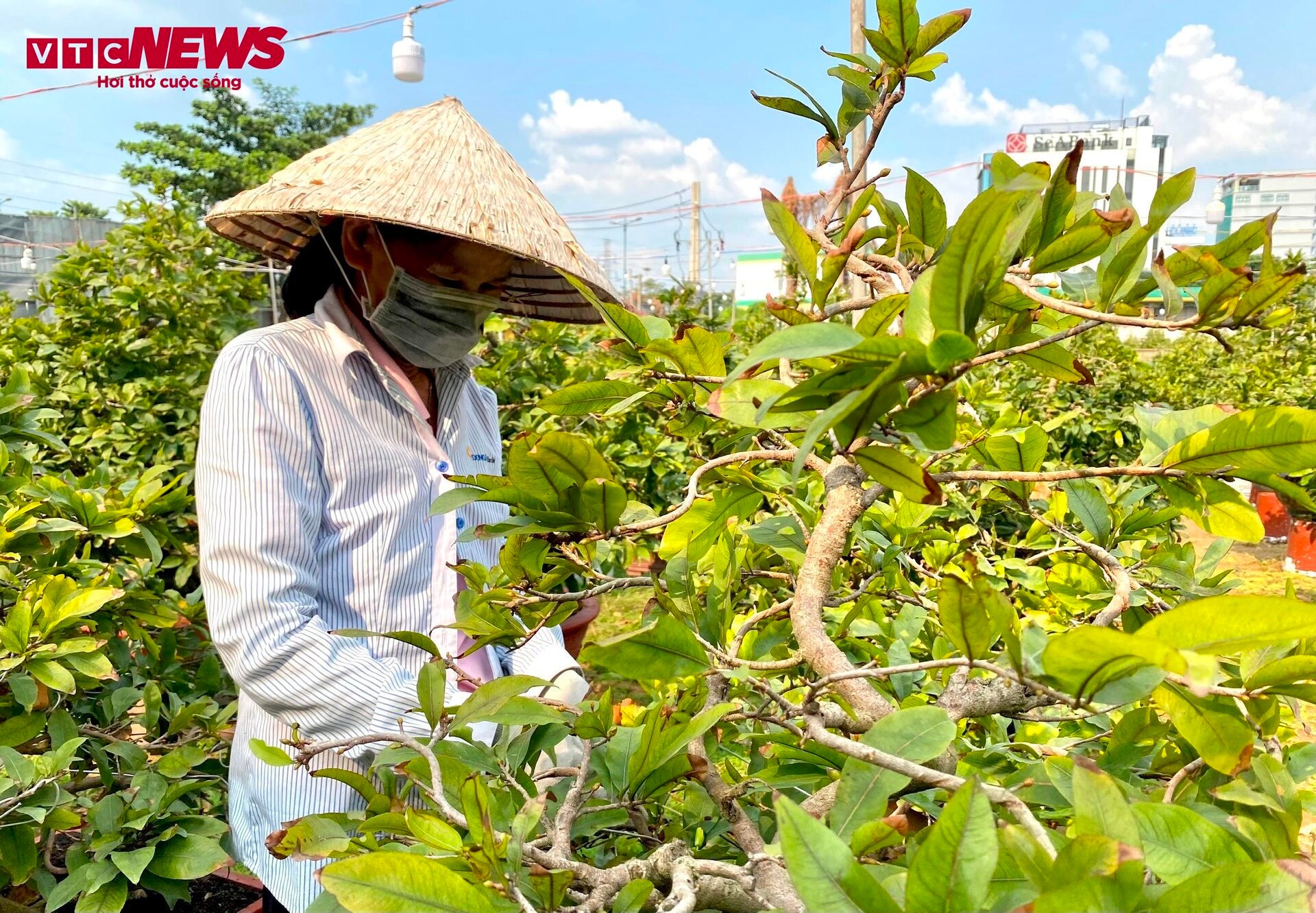 TP.HCM: Hoa mai trưng Tết cho thuê giá 200 triệu đồng/cây, giao hàng tận Hà Nội - Ảnh 7.