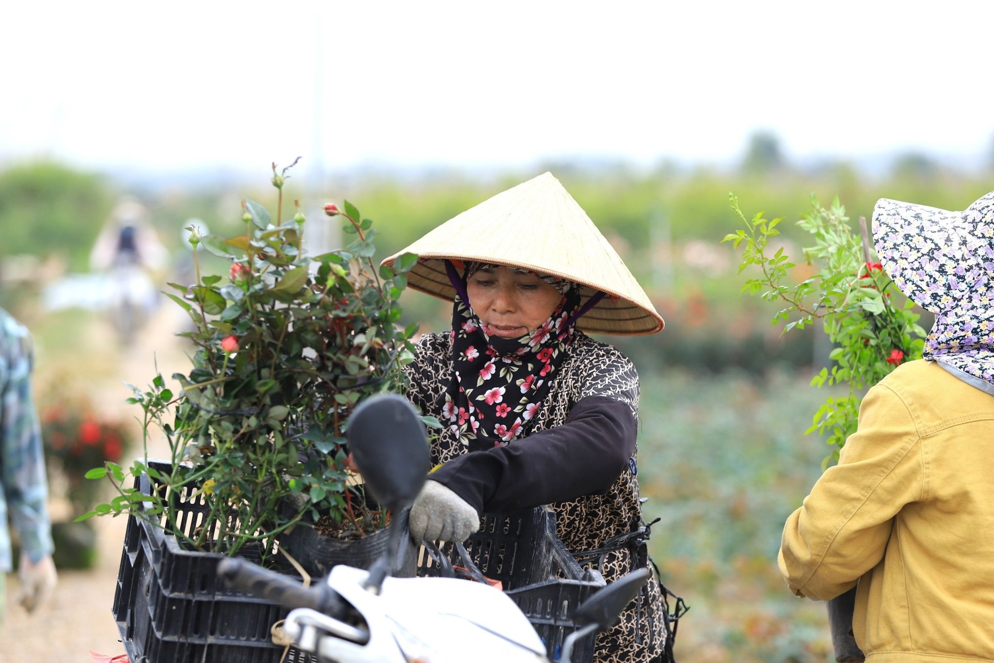 Người dân trồng hoa Mê Linh tất bật vào vụ Tết - Ảnh 2.