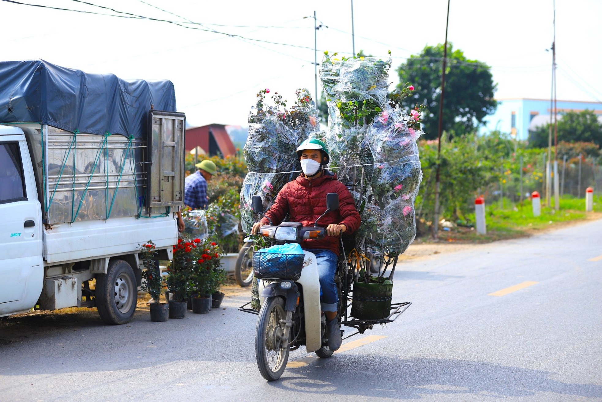 Người dân trồng hoa Mê Linh tất bật vào vụ Tết - Ảnh 8.