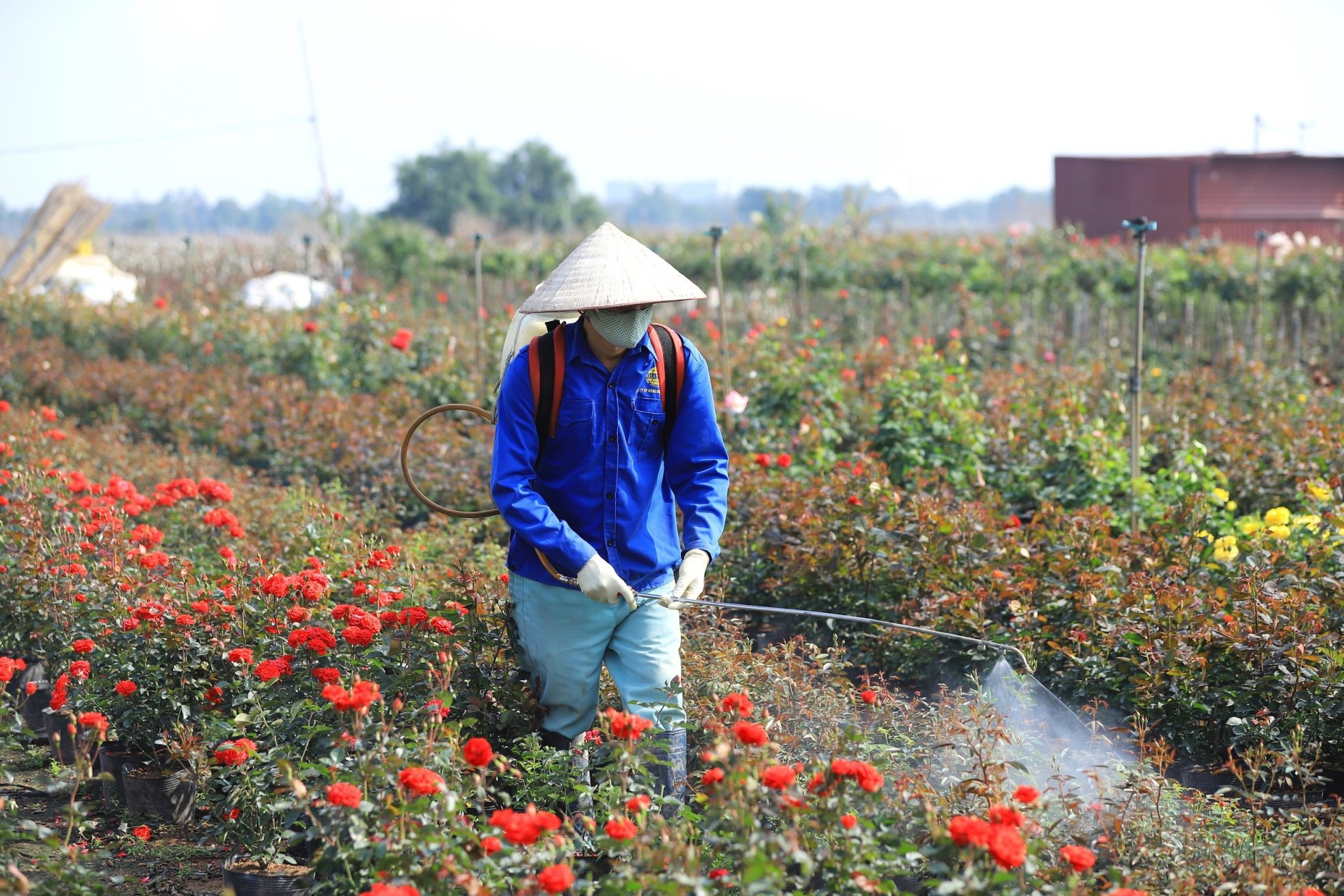 Người dân trồng hoa Mê Linh tất bật vào vụ Tết - Ảnh 3.