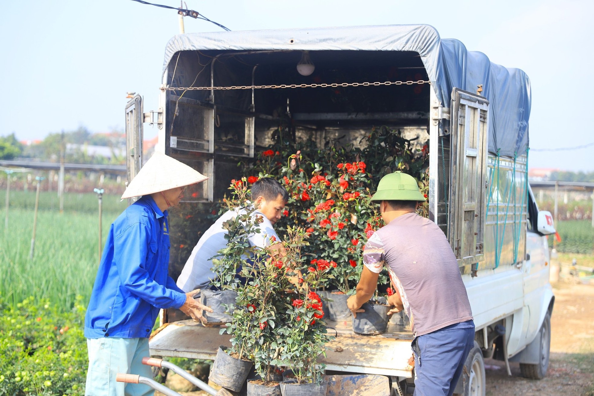 Người dân trồng hoa Mê Linh tất bật vào vụ Tết - Ảnh 9.