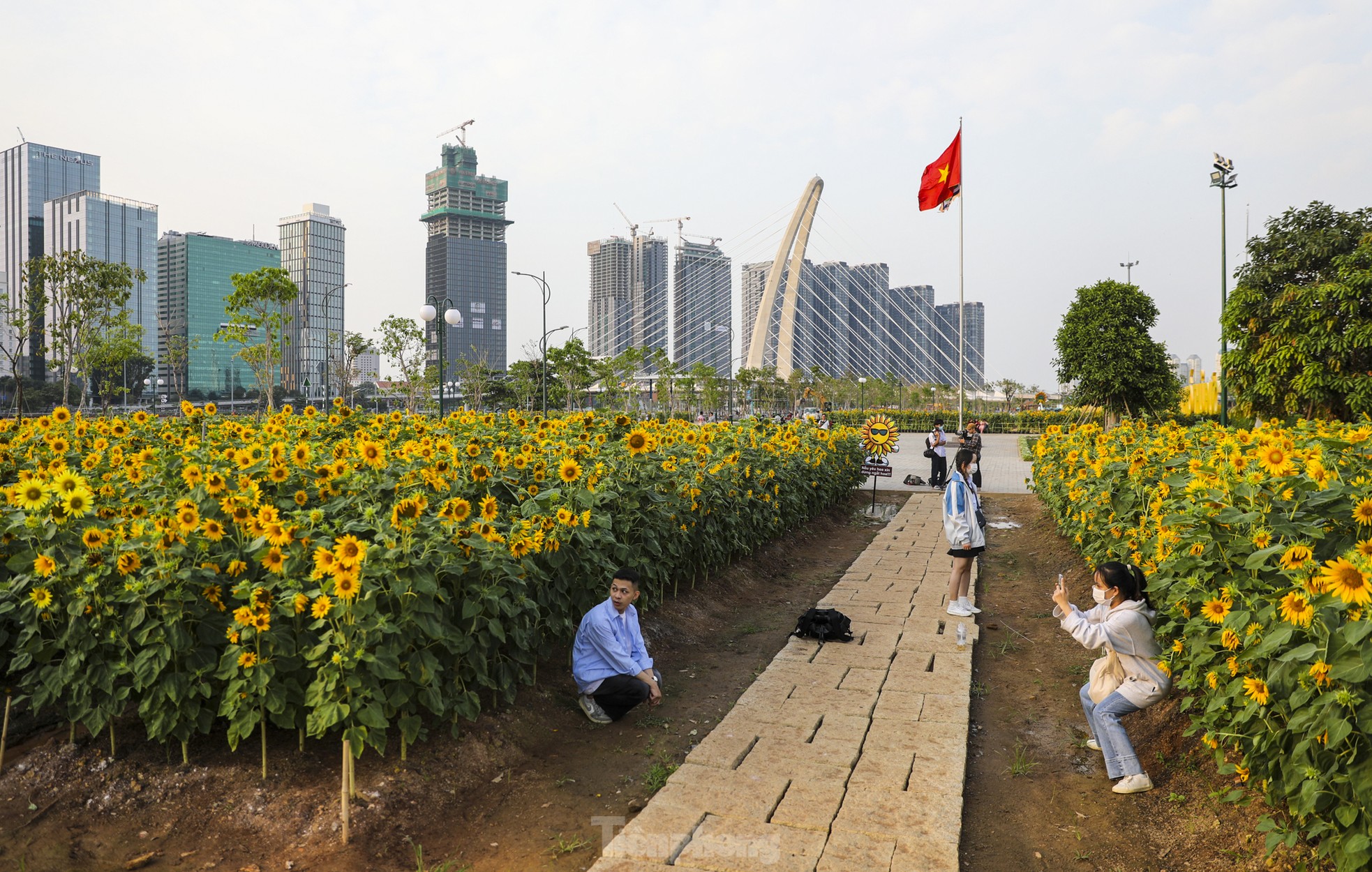 Bờ sông Sài Gòn trồng thêm 20.000 cây hướng dương phục vụ Tết Nguyên đán - Ảnh 10.