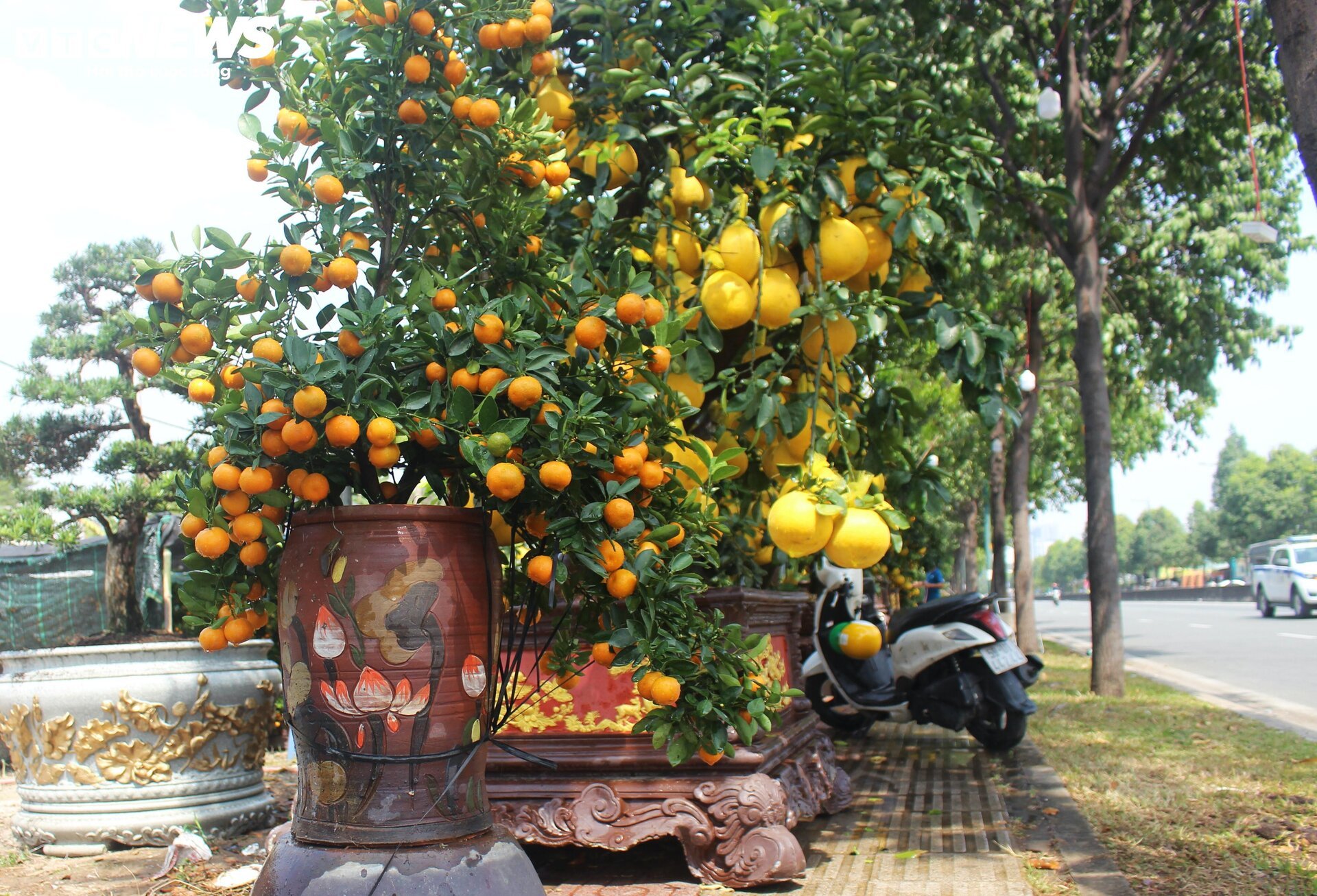 TP.HCM: Cây cảnh Tết xuống phố, tiểu thương ngóng khách - Ảnh 3.