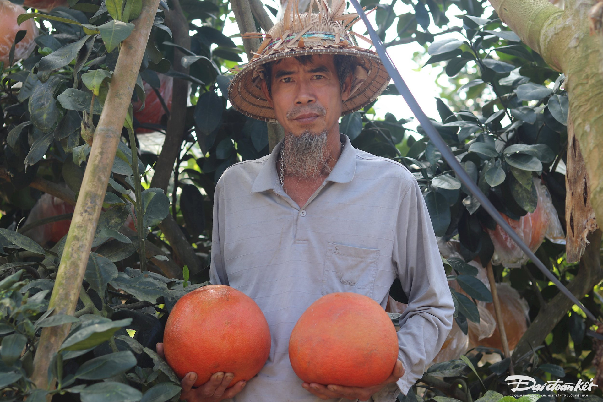 Bưởi tiến vua được 'săn đón’ dịp cận Tết, thương lái muốn mua phải chờ cả tháng trời - Ảnh 8.