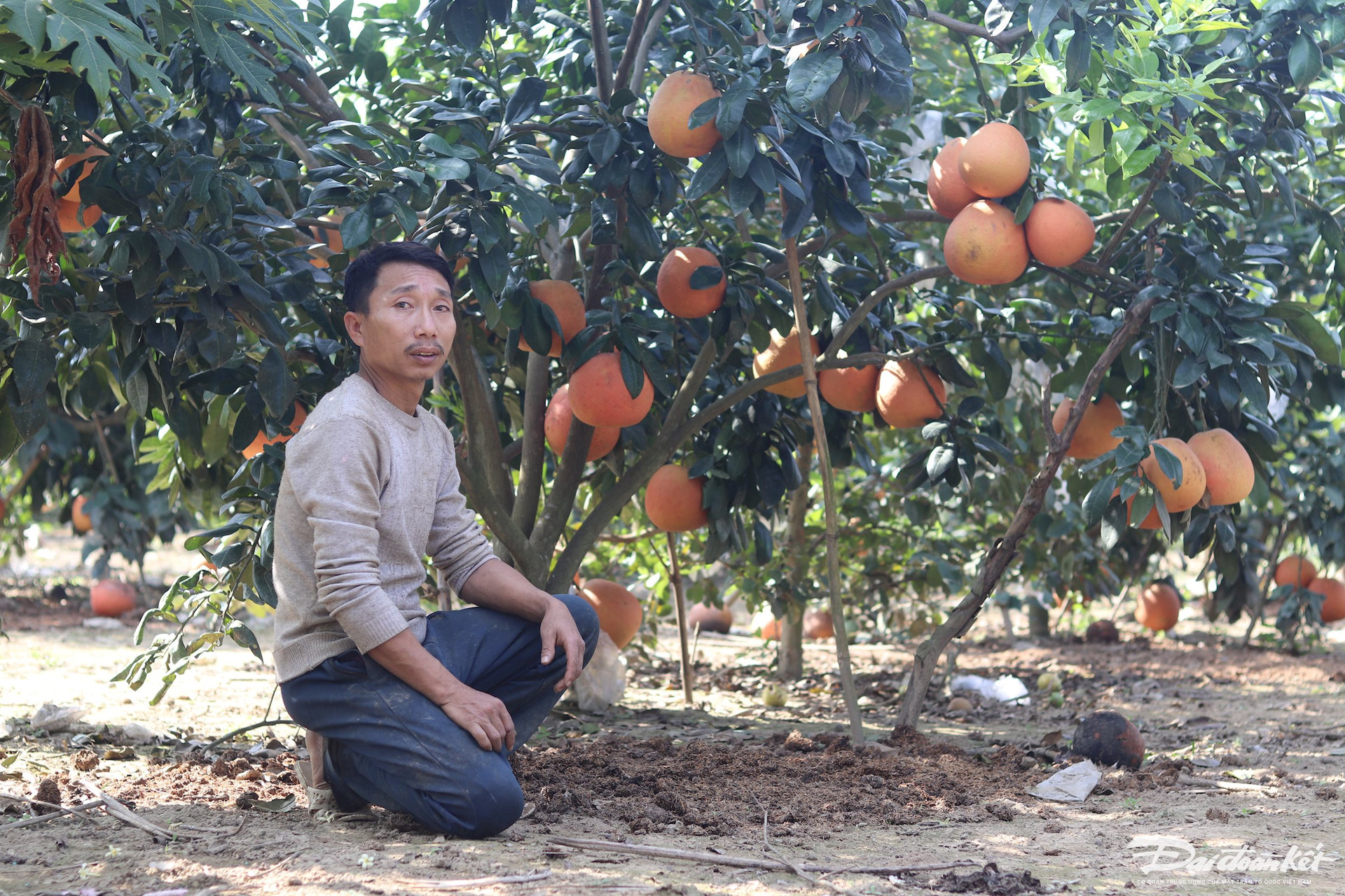 Bưởi tiến vua được 'săn đón’ dịp cận Tết, thương lái muốn mua phải chờ cả tháng trời - Ảnh 2.