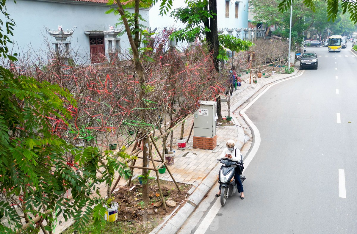 Đào, quất len lỏi xuống phố Hà Nội chào Xuân Giáp Thìn - Ảnh 7.