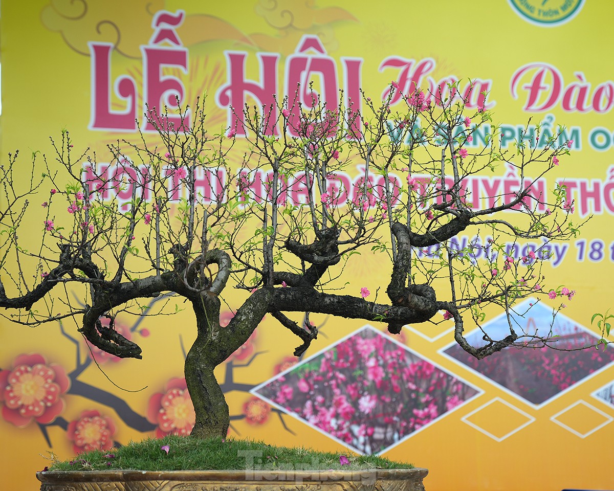 Chiêm ngưỡng những cây đào truyền thống ở Hà Nội lần đầu tiên &quot;dự thi sắc đẹp&quot; - Ảnh 2.