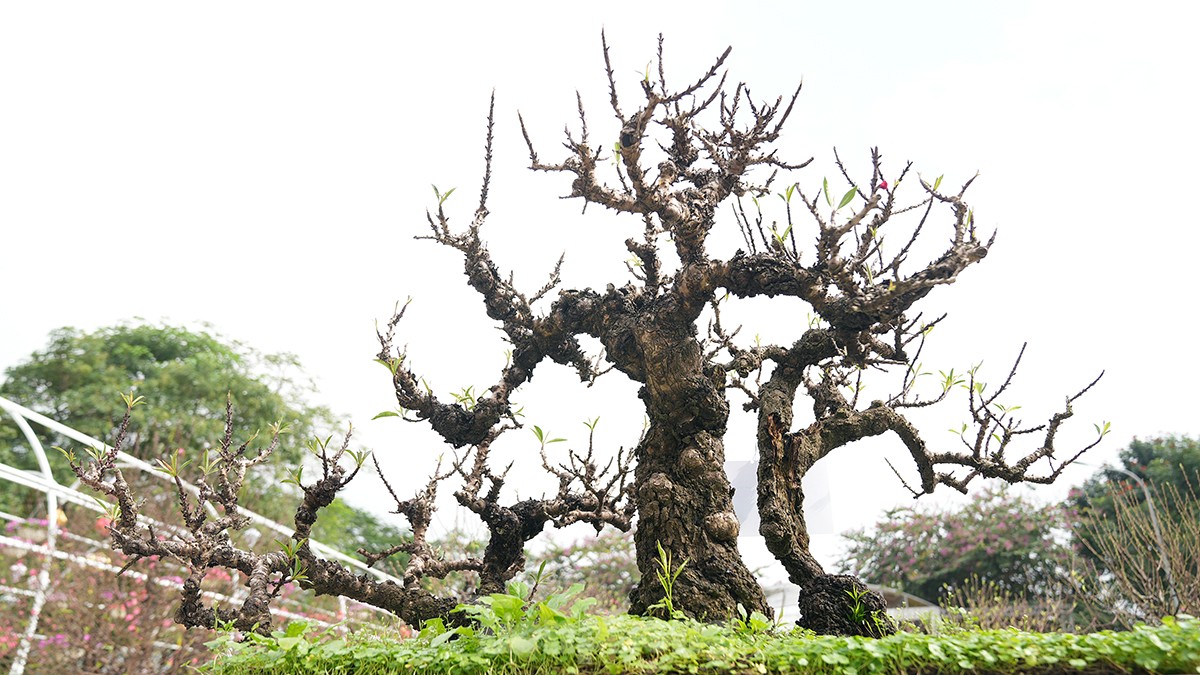 Chiêm ngưỡng những cây đào truyền thống ở Hà Nội lần đầu tiên &quot;dự thi sắc đẹp&quot; - Ảnh 3.
