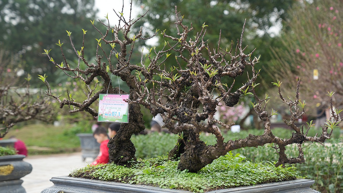 Chiêm ngưỡng những cây đào truyền thống ở Hà Nội lần đầu tiên &quot;dự thi sắc đẹp&quot; - Ảnh 5.