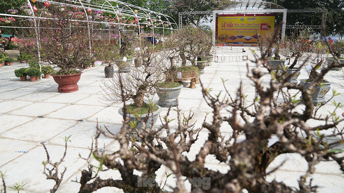 Chiêm ngưỡng những cây đào truyền thống ở Hà Nội lần đầu tiên &quot;dự thi sắc đẹp&quot; - Ảnh 7.
